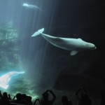 baluga whale